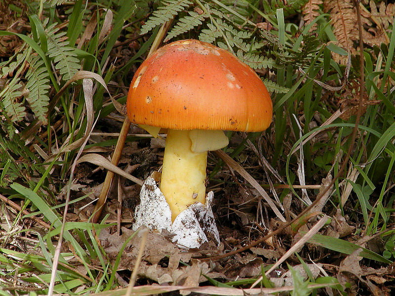 foto d''archivio (Amanita caesarea)